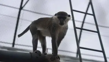 Koruma altına alındı! Denizli’de yakalandı Konya’ya getirildi