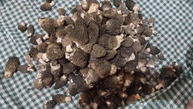 Konya'da kuzugöbeği sezonu başladı, fiyatı dikkat çekti