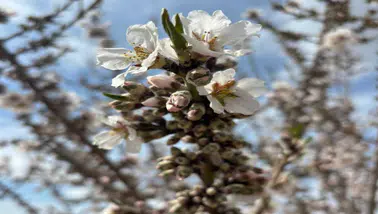 Konya’da meyve ağaçları don riskine karşı izleniyor