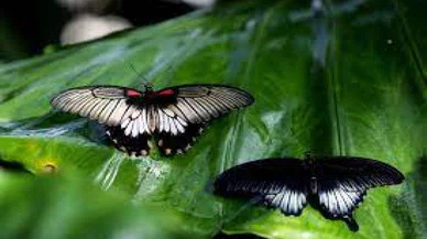 Konya Tropikal Kelebek Bahçesi, Şeb-i Arus için 30 bin kelebekle ziyaretçilerini bekliyor