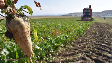 Şeker pancarında kota krizi!