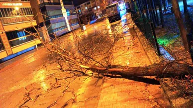 Konya'da fırtına ağaçları devirdi! Yol kapandı...