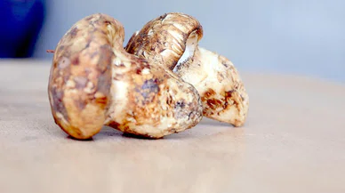 Konya’da orman köylülerinin geçim kaynağı: Sedir mantarı ekonomiye katkı sağlıyor