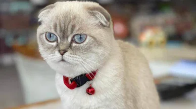 Kedilerin kaç yüzü var? Bu araştırma çok dikkat çekiyor...