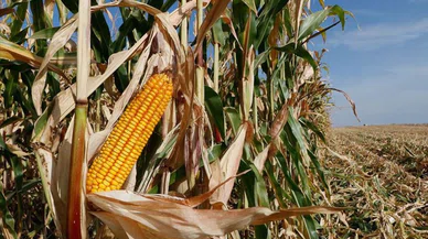 Mısırda TMO krizi!