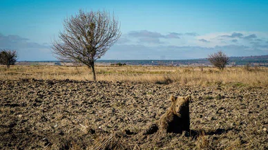 Yaralı ayı yavrusunu görenler şaşkına döndü! Sonra bakın ne oldu...