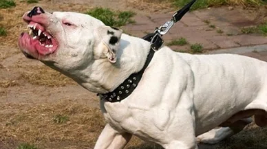 Bahçedeki pitbull 2 metrelik duvardan atlayıp önce köpeğe sonra sahibine saldırdı!