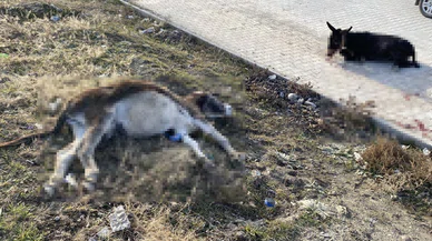 Tır iki eşeğe çarptı, sonra olanlar oldu...