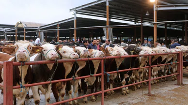 Canlı hayvan pazarında hastalık paniği! Faaliyete kapatıldı...