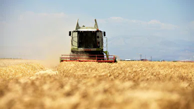 Konya'daki tarlaları yaratıklar bastı! Uzmanlar uyarıyor...
