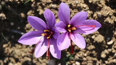 O baharat Avrupa Birliği'nden tescil alarak bir ilke imza attı!