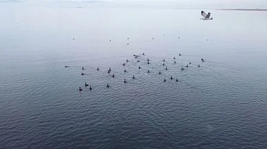 Konya'da kış ortası su kuşu sayımı