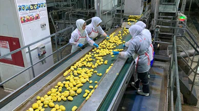 Konya'da İşlenen patatesi ihraç edip kabuklarından elektrik üretiyorlar