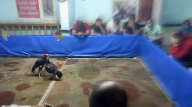 Konya'da horoz dövüşü yapanlara yaklaşık 350 bin lira ceza!