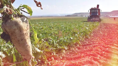 Konya Şeker'den rekor ödeme! Çiftçilerin hesaplarına 5,9 Milyar TL yatırılmaya başladı!