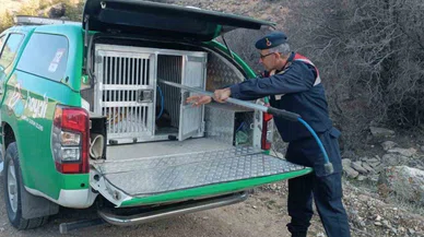 Karaman’da çukura düşen tilki kurtarıldı