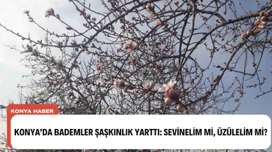 Konya'da bademler şaşkınlık yarattı: sevinelim mi, üzülelim mi?