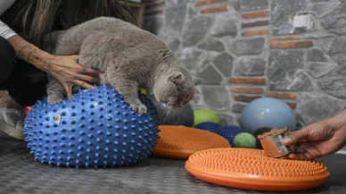 Obez kedi "Şiraz" pilates yaparak ve yüzerek zayıflıyor
