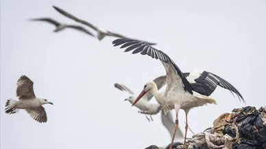 Akıma kapılan  leylek tedaviye alındı