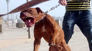 Sokakta Pitbull dehşeti!