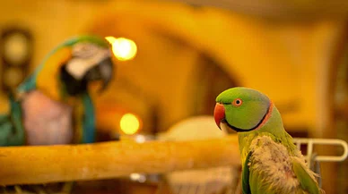 "Simbat" ve "Cabbar" görenleri mest ediyor!