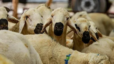 Kurban bayramı'nda sağlık uyarısı ! Yanlış bilinen doğrular tehlikeli...