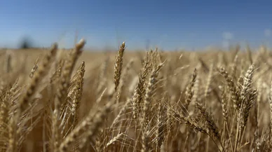 Verimiyle göz kamaştırdı...