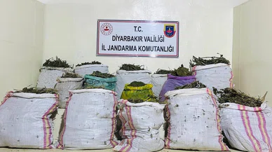 Milyonlarca kök kenevir ele geçirildi! İşte detaylar...