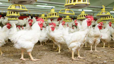 Kuş gribi alarmı! Konya'da tedbirler zirveye çıkıyor