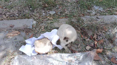 Çöpten Kafatası Çıktı: Bir çocuğa ait olabilir