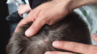 Alanyasporlu oyuncu, Konyasporlu taraftarı yaraladı!