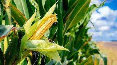 Mısır Haşlarken Bu Püf Noktayı Uygulayın: 1 Kaşıkla Lezzet Patlaması!