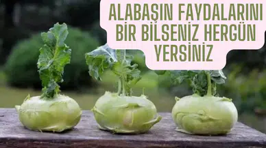 Kanserden Koruyor, Bağışıklığı Güçlendiriyor: Alabaşın Şaşırtan Faydaları!