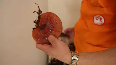 Cezaevinde üretildi! Kilosu 15 bin TL'ye kadar çıkıyor