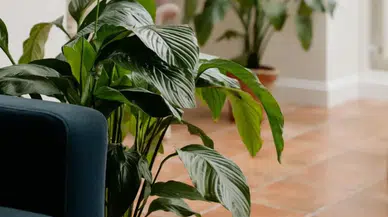 Evin Havasını Temizliyor, Kötü Ruh Hâlini Siliyor! İşte Enerji Temizleyen Bitkiler