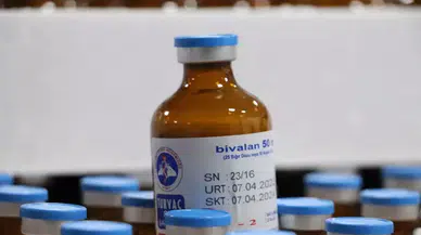 Selçuklu’da şap aşılaması devam ediyor