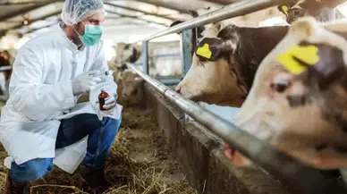 Konya DSYB'den yetkililere çağrı: Şap kayıpları telafi edilsin