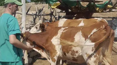 Konya’da şap alarmı! Harekete geçildi