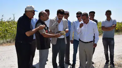 Karapınar Kaymakamı Şenol Öztürk, Sazlıpınar’da ayçiçeği hasadına katıldı