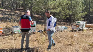 Beyşehir’de arılı kovan sayımları yapılıyor