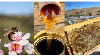 Arıcılık sektörü alarm veriyor! Gençler bu işe sıcak bakmıyor