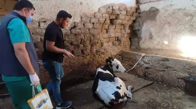 Konya Büyükşehir’den Çumra’da büyükbaş hayvancılığa destek