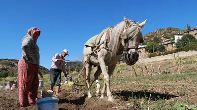 Konya'da geleneksel yöntemlerle patates hasadı! Ata mirası yaşatılıyor