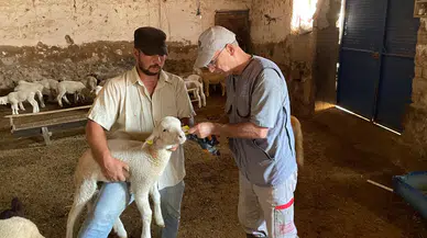 Küçükbaş hayvanlarda aşılama ve küpeleme işlemleri sürüyor