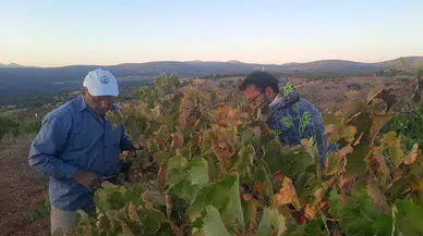 Konyalı çiftçiden sıfır maliyetli çözüm! Üzümünü böyle koruyor