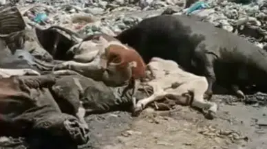 Konya'da şap hastalığından ölen hayvan cesetleri çöplüğe atıldı