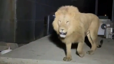 Türkiye’de bu da oldu! Aslan hayvanat bahçesinden kaçtı