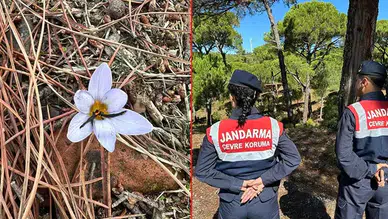 Vatandaşlara uyarı! Bu çiçeği koparmanın cezası ağır!