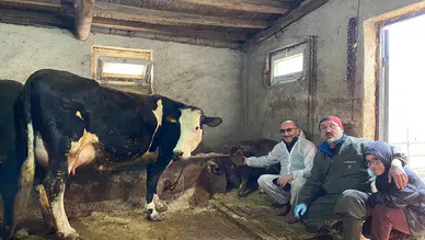 Aksaray Üniversitesi’nden dünyada bir ilk! Süt alerjenini taşımayan buzağılar doğdu
