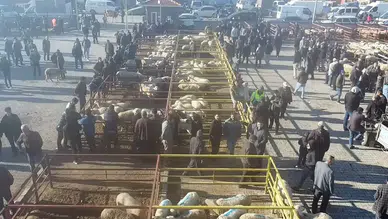 Uzun süredir kapalı olan canlı hayvan pazarı açıldı